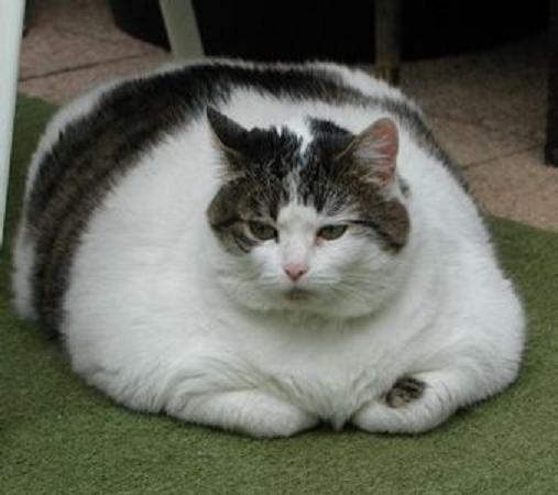 Funny fat cat pictures, Fat people pictures funny,funny pictures of 