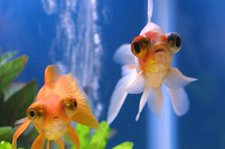 Telescope Eye/Demekin Goldfish 