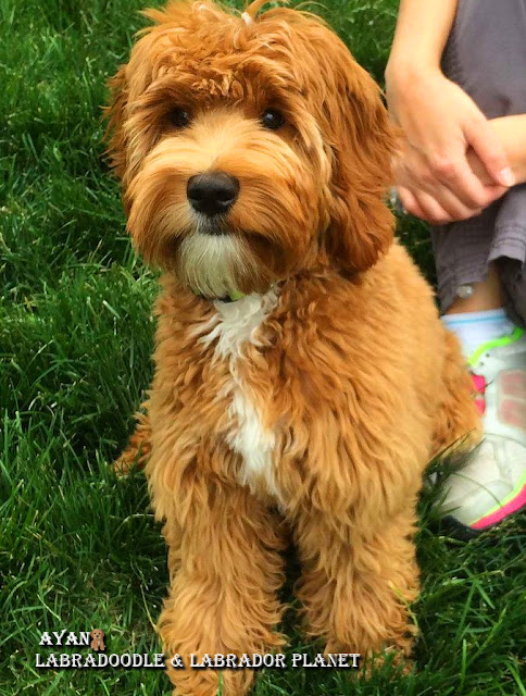 Australian Labradoodle Breeders