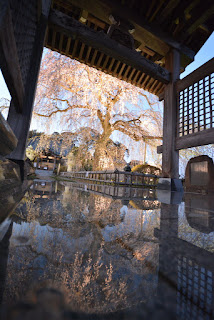 水戸市安国寺の桜