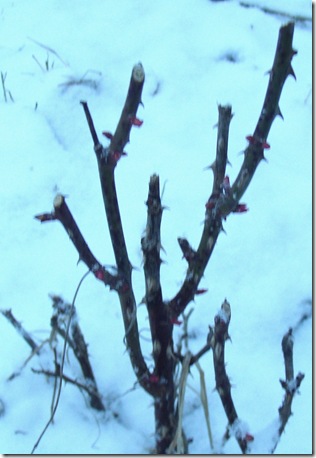 rosemarch2012
