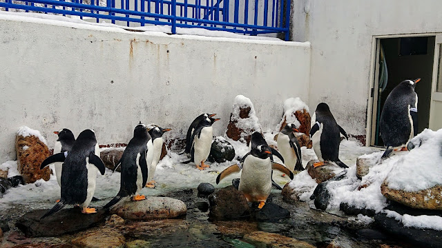 北海道 おたる水族館