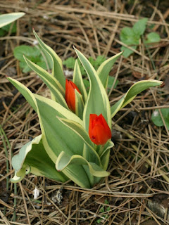 Tulipa praestans 'Unicum'