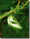Pupa of Plain Nawab