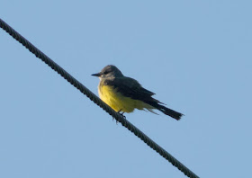 Western Kingbird - Clewiston, Florida