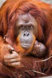 orangutan mother with her baby