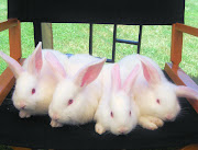 Bunnies. Per request of scylding, these rabbits are posted so that readers .