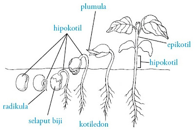 Gambar 1. Perkecambahan epigeal pada kacang hijau