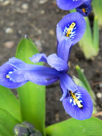 Dwarf Iris (Iris reticulata) at Toronto Botanical Garden by garden muses-not another Toronto gardening blog