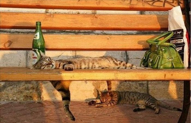 Melhores fotos de gatos descansando em lugares incomuns