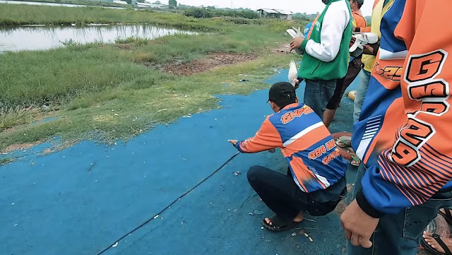 Merpati Balap Sprint: Peserta bersiap untuk lomba merpati balap sprint