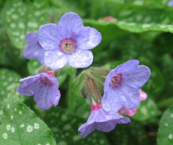 Pulmonaria (Medunak) Pulmonaria predstavlja divljenje , odanost i radost .