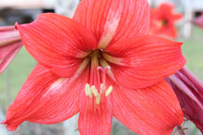 flowers, amaryllis, red, bulb, Florida