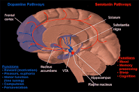 http://schoolandbrain.blogspot.com/2015/09/8-brain-becomes-particularly-engaged.html