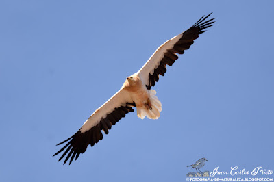 Alimoche Común - Guirre - Neophron Percnopterus (fotografia-de-naturaleza.blogspot.com)