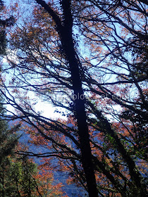 Alishan maple autumn foliage