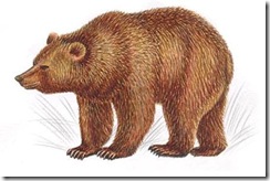 bear_000