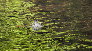 white flower floating in a river in Puriscal, Costa Rica