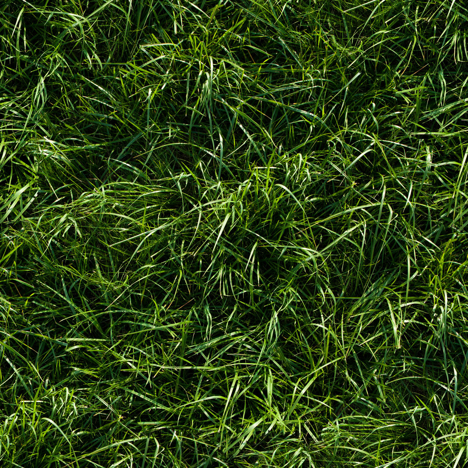 HIGH RESOLUTION TEXTURES: Seamless long green grass ground texture