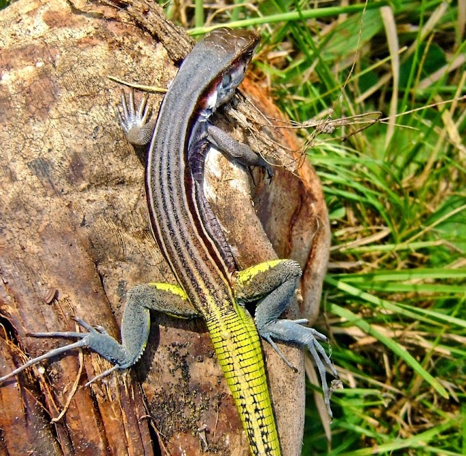   [Herpetology • 2019] Glaucomastix itabaianensis • Phylogeography of the Endangered Sand Dune Whiptail Lizard Glaucomastix abaetensis with the Description of A New Species