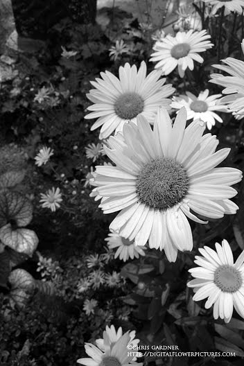 Black And White Daisy Photography. Black and White Shasta Daisies