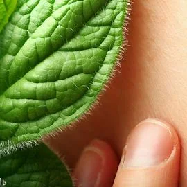 Comfrey and Skin Reactions: Can Comfrey Cause a Rash and How to Treat It