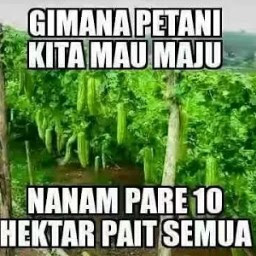 dp bbm kata kata lucu jawa