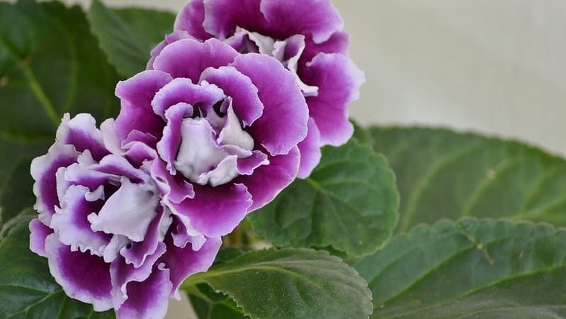 Gloxinia