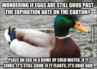 advice duck
