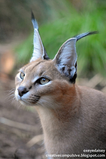 caracal