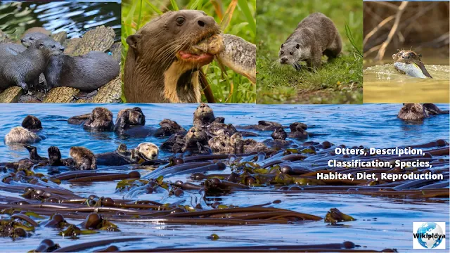 Otters, Description, wikipidya, Classification, Species, Habitat, Diet, Reproduction, Behavior, Threats, Lifespan, and Interesting Facts about Otters, wikipidya, steller's sea cow (organism classification),platypus description,habitat,reproduction in animals,animals description,iucn red list least concern species,otters,keystone species,river otters playing,river otters,habitat loss,cute river otters,facts about otters,species,baby otters,otters playing,different otters,sea otters,cute otters,funny otters,biodiversity conservation,kpassionate tiktok,biological conservation,platypus electrolocation