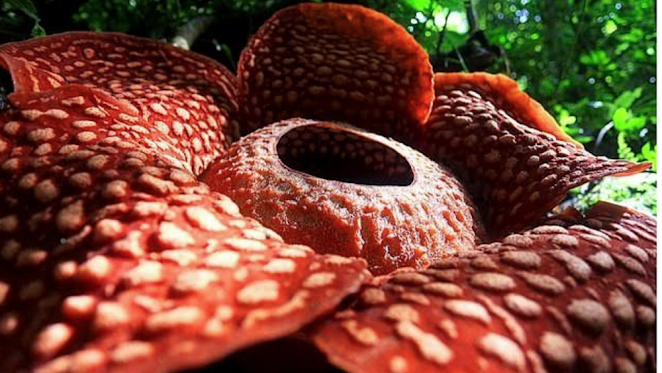 Rafflesia arnoldi y fue descubierta en enero.