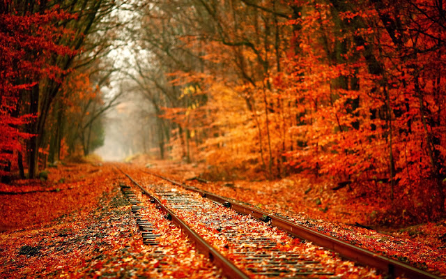 Foto met een treinspoor in het bos in de herfst