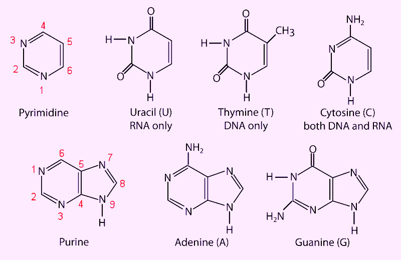 Seven Days per Week: STPM Biology Biological Molecules ...