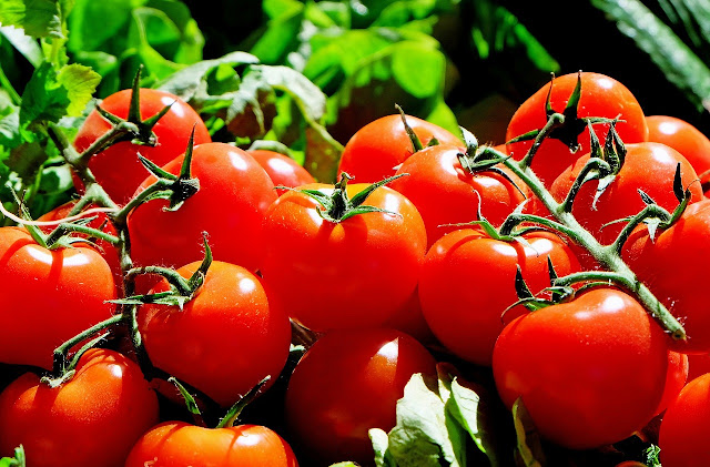 Sayuran, Pertanian, Cara menanam tomat yang benar, cara budidaya tomat agar berbuah banyak, tanaman tomat, Tomat, Cara melakukan perawatan tanaman tomat, 