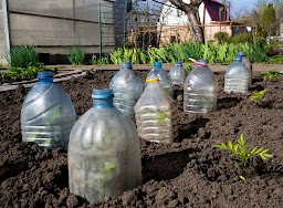 Plastic bottles with their bottoms cut off used as cloches in a garden.