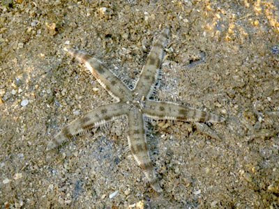 Sand-sifting Sea Star (Archaster typicus)