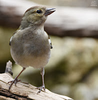 pinzón vulgar (Fringilla coelebs)