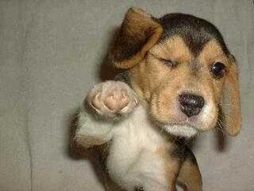 Fungky Dog