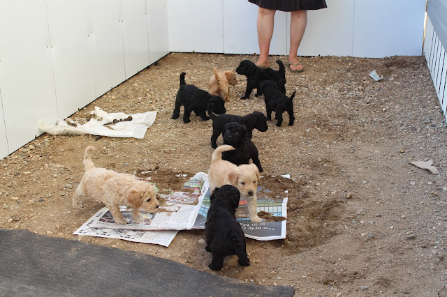 Puppies in large outdoor kennel