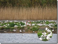Gulls