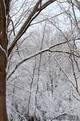 snow branches