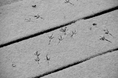 bird tracks make for slim pickings for hawks