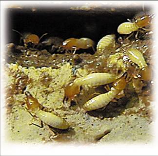 AVISA PEST CONTROL Informasi Biologi Hama AVISA PEST CONTROL Informasi Biologi Hama