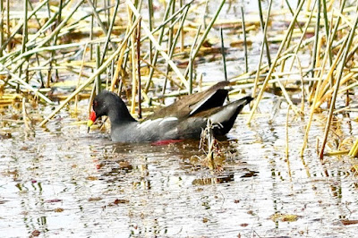 "A close-up of a Eurasian Moorhen (Gallinula chloropus) wading in shallow water, showing off its characteristic black plumage and red beak."