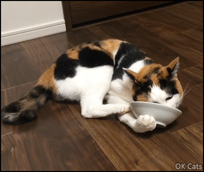 Funny Cat GIF • When your cat loves his food bowl more than you. All he needs is food, haha [ok-cats.com]