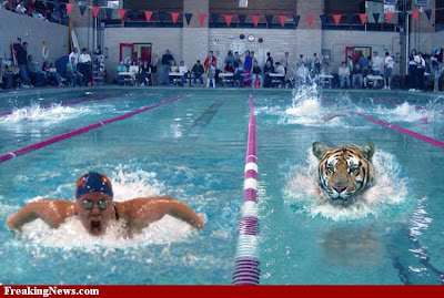 Swimming with Tigers pictures