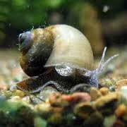 Associates of enteric bacteria with aquarium snail