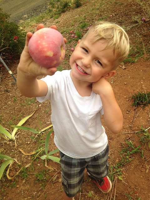 Denver Dan's- apple hill- apple- orchard- you pick farm- kid friendly- foothills- sacramento- elevated exploring 