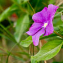 purple-flower